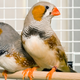 Image for article titled Stressed Birds Make Bad Spouses